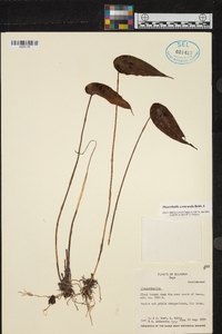 Pleurothallis coriacardia image