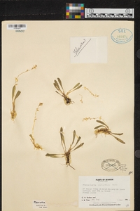 Specklinia costaricensis image