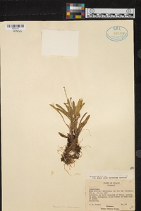 Specklinia costaricensis image