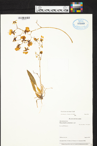 Oncidium cultratum image