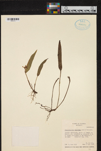 Acianthera decipiens image