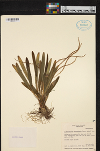 Stelis deregularis image