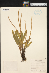 Stelis deregularis image