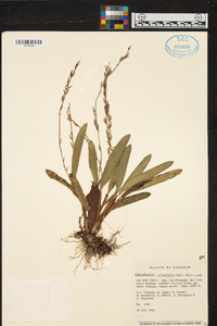 Stelis deregularis image