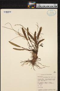 Stelis deregularis image