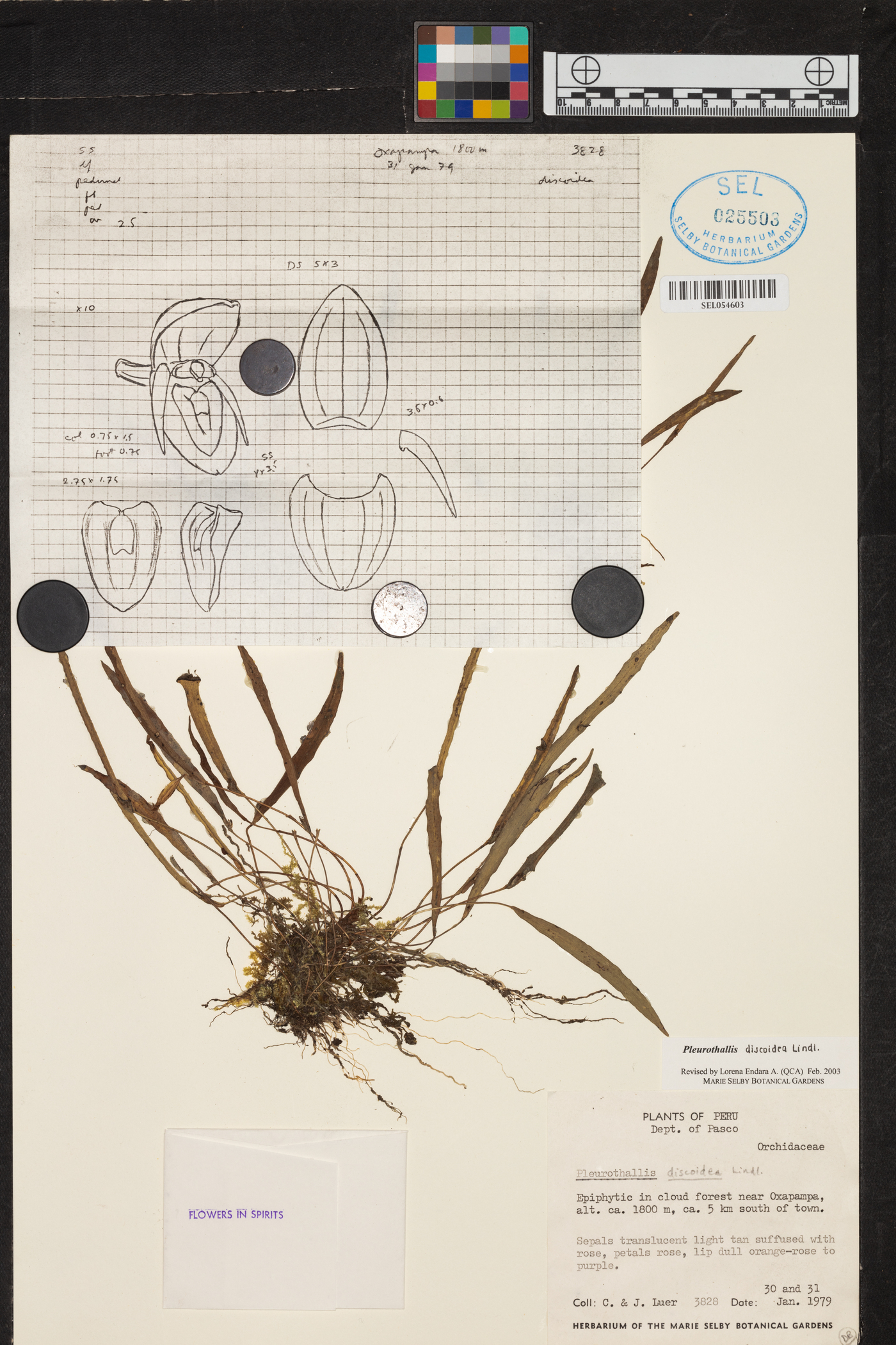 Pleurothallis discoidea image