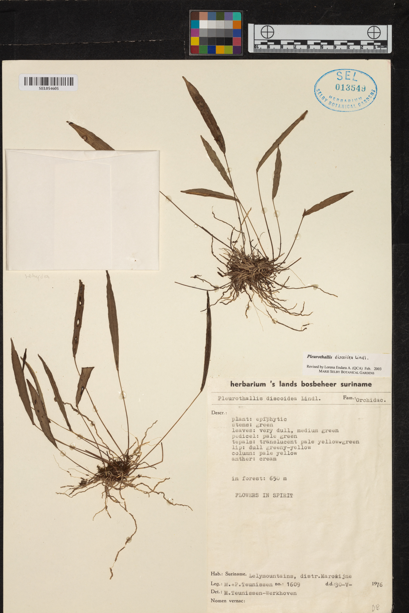 Pleurothallis discoidea image