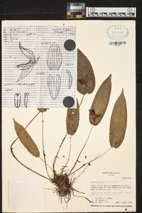 Pleurothallis linguifera image