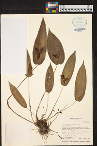 Pleurothallis linguifera image