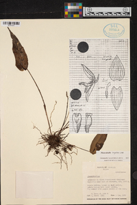 Pleurothallis linguifera image