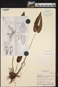 Pleurothallis linguifera image