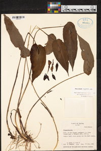 Pleurothallis linguifera image