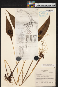 Pleurothallis linguifera image