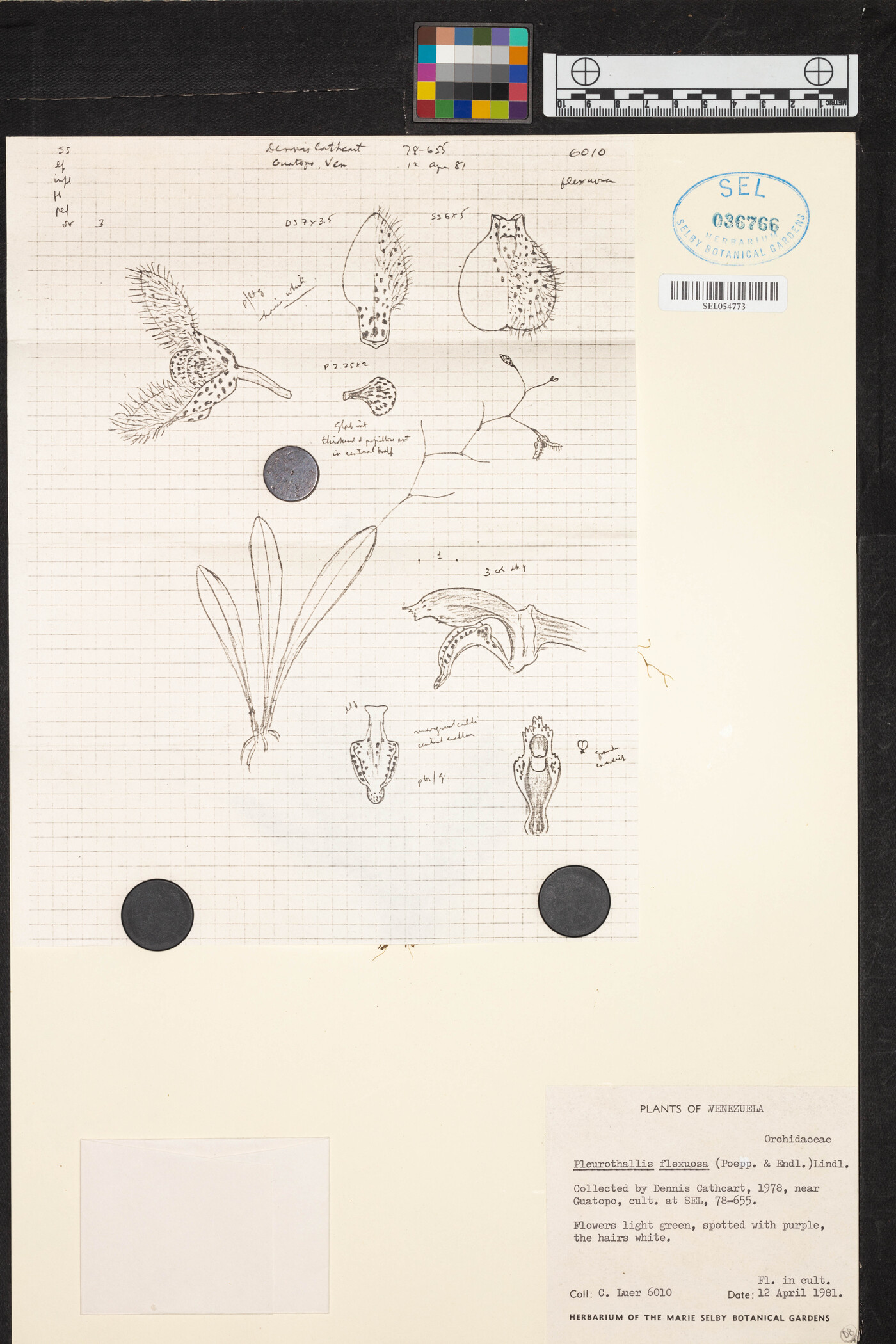 Pleurothallis flexuosa image
