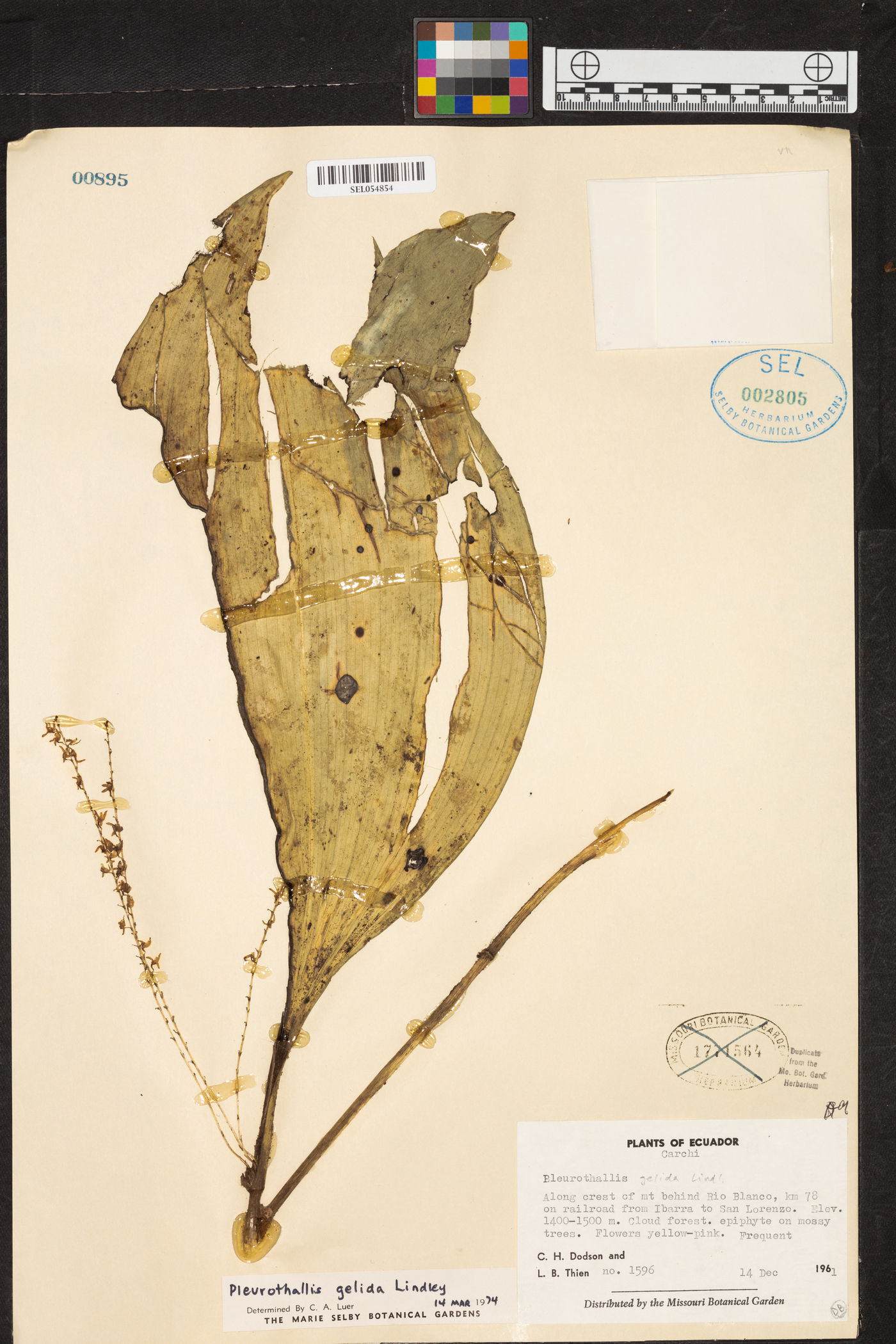 Pleurothallis gelida image