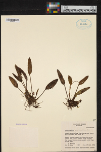 Acianthera geminicaulina image