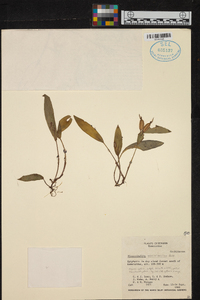 Acianthera geminicaulina image