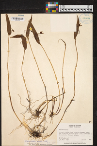 Pleurothallis macra image