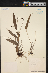 Pleurothallis macra image