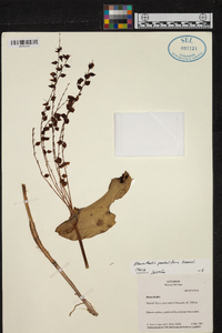 Pleurothallis penduliflora image