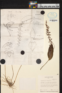 Pleurothallis penduliflora image