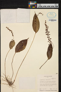 Pleurothallis penduliflora image
