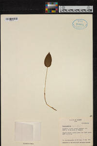 Pleurothallis penduliflora image