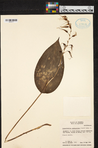 Pleurothallis phalangifera image