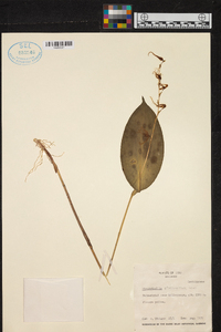 Pleurothallis phalangifera image