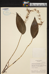 Pleurothallis phalangifera image