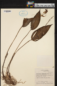 Pleurothallis phalangifera image