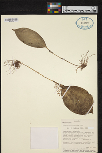 Stelis pidax image