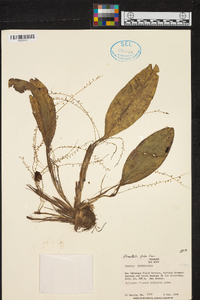 Stelis pidax image