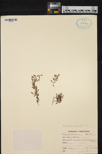 Anathallis polygonoides image