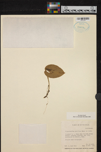 Acianthera prolifera image