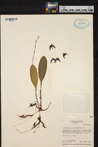 Pleurothallis restrepioides image