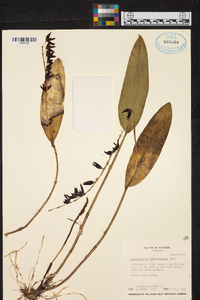 Pleurothallis restrepioides image