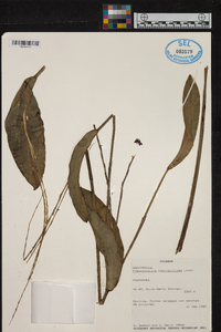 Pleurothallis restrepioides image