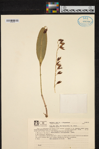 Pleurothallis restrepioides image