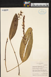 Pleurothallis restrepioides image