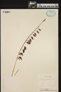 Pleurothallis restrepioides image