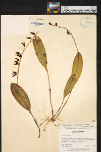 Pleurothallis restrepioides image