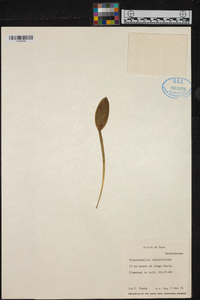 Acianthera rubroviridis image