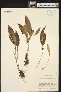 Pleurothallis ruscifolia image
