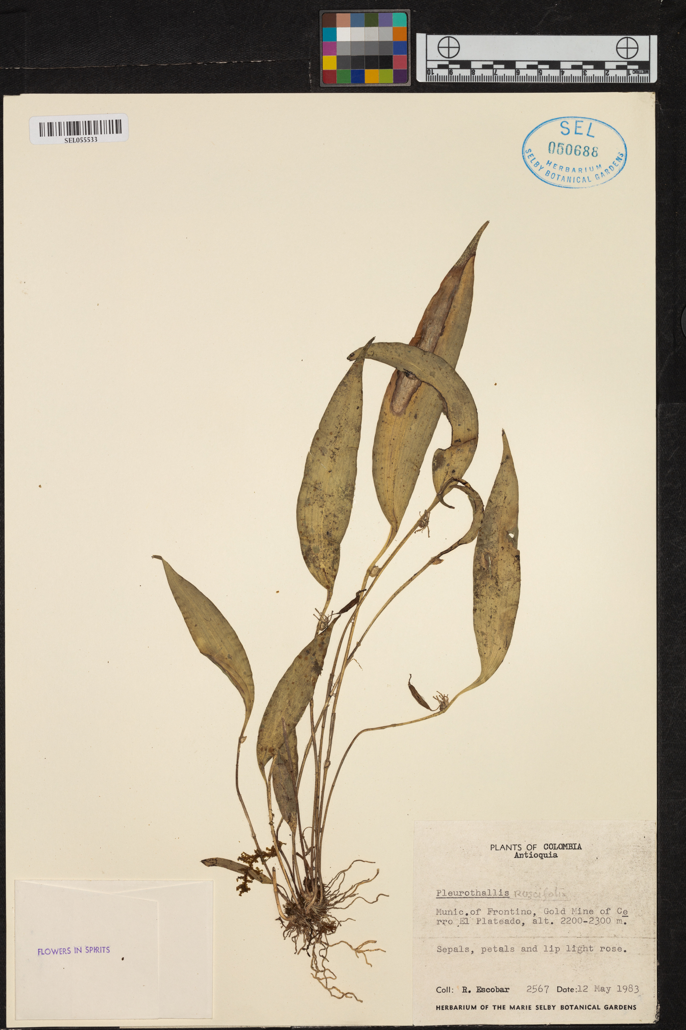 Pleurothallis ruscifolia image