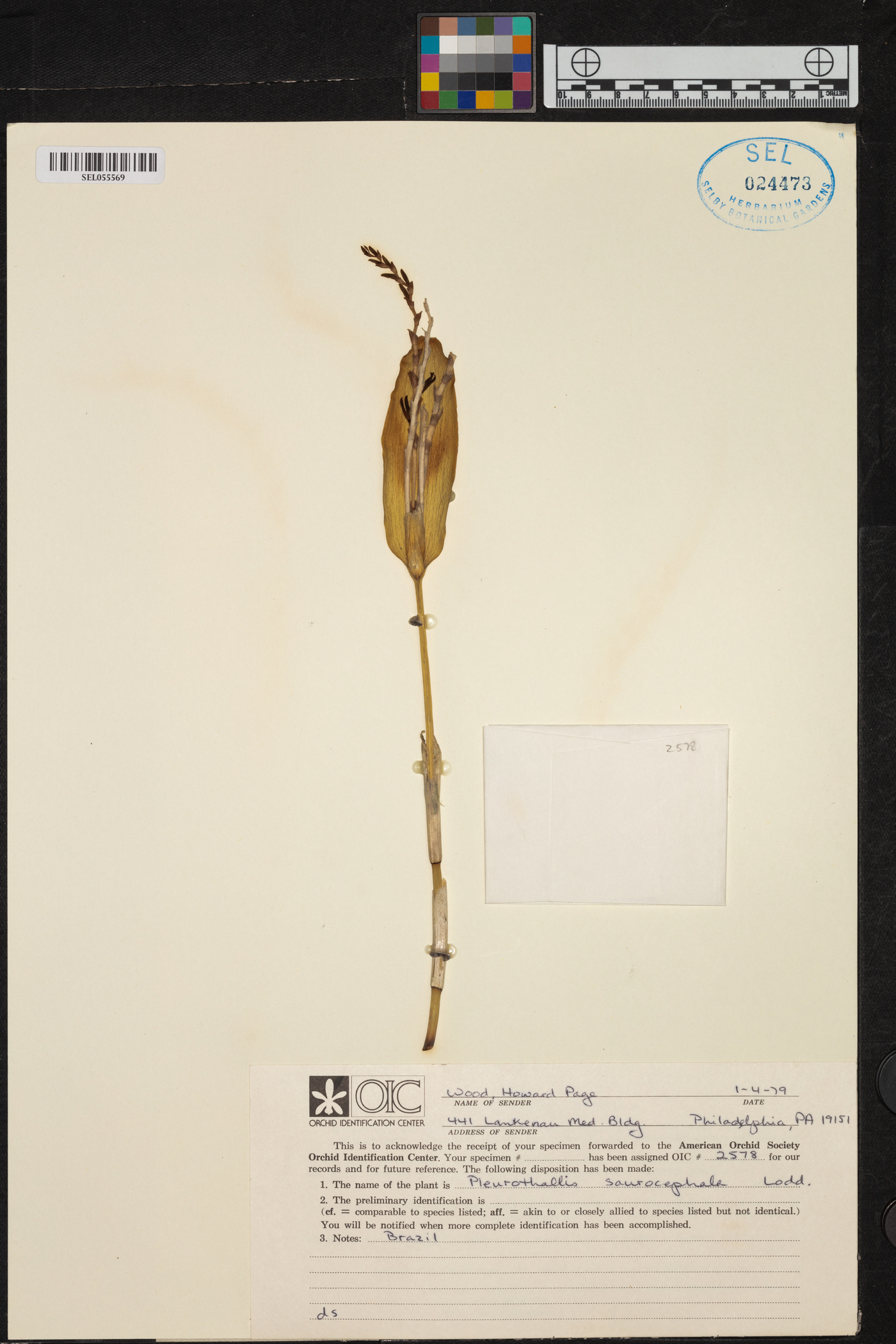 Acianthera saurocephala image