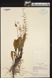 Anathallis sclerophylla image