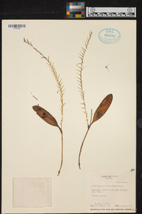 Anathallis sclerophylla image