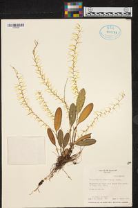 Anathallis sclerophylla image