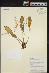 Anathallis sclerophylla image